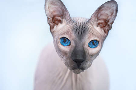 Funny Sphynx cat at home