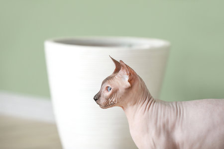 Funny Sphynx cat at homeの写真素材