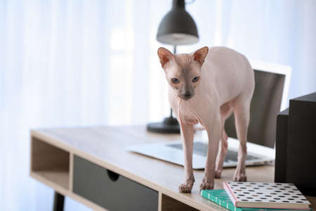 Curious Sphynx cat on table at homeの写真素材