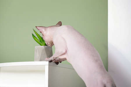 Curious Sphynx cat near houseplant at homeの写真素材