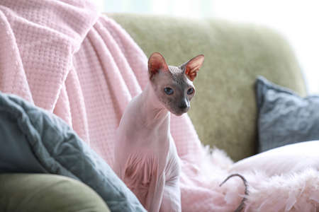 Funny Sphynx cat at home