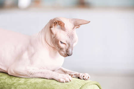 Funny Sphynx cat on sofa at homeの写真素材