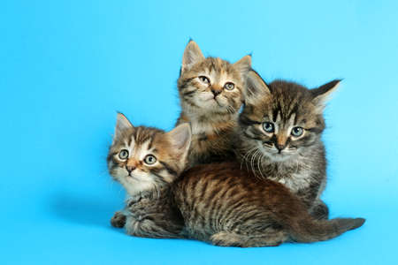 Cute funny kittens on color backgroundの写真素材