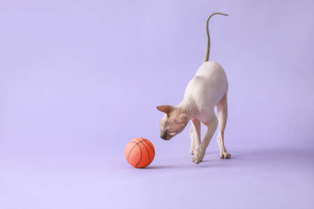Funny playful Sphynx cat on color backgroundの写真素材