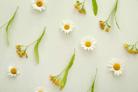 Many chamomile flowers on light backgroundの写真素材