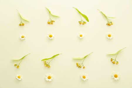 Many chamomile flowers on light background