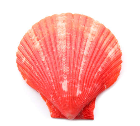 Beautiful sea shell on white background