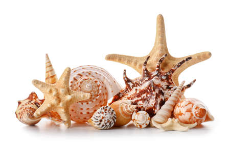 Beautiful sea shells on white background