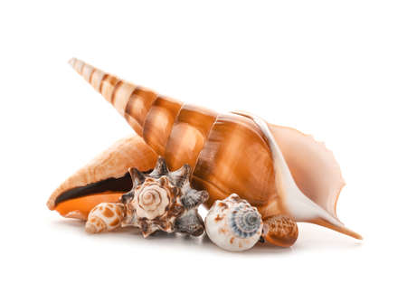 Beautiful sea shells on white background
