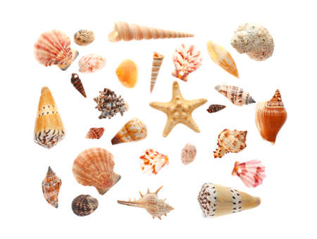 Many beautiful sea shells on white background, top viewの写真素材