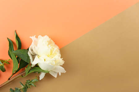 Beautiful peony flower on color backgroundの写真素材