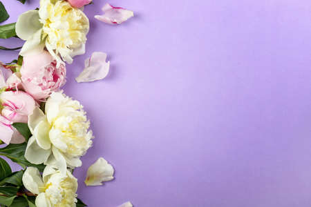 Beautiful peony flowers on color background
