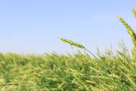 Spikelets on wheat field on summer day
