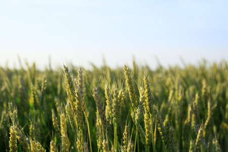 Spikelets on wheat field on summer day