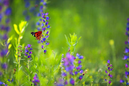 Beautiful butterfly on flowers in green field