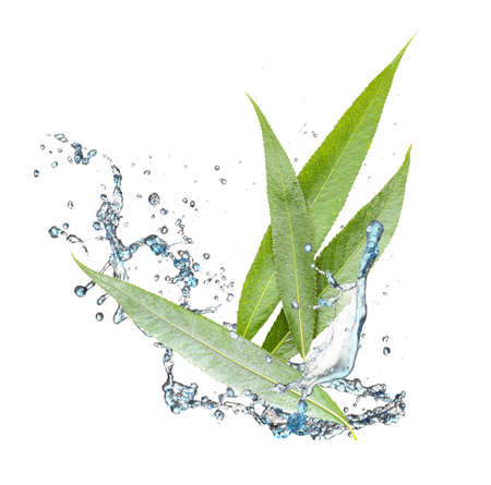 Flying green osier leaves with splashes of water on white backgroundの写真素材