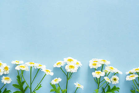 Beautiful chamomile flowers on color backgroundの写真素材