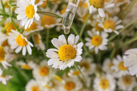 Chamomile flowers and glass dropper with essential oil, closeupの写真素材