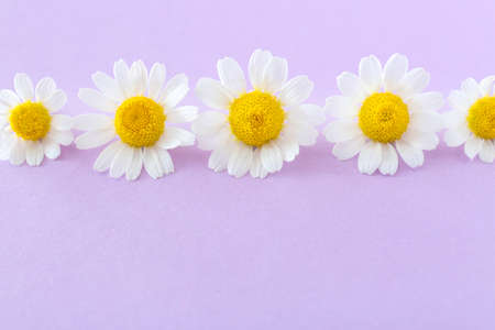 Beautiful chamomile flowers on color backgroundの写真素材