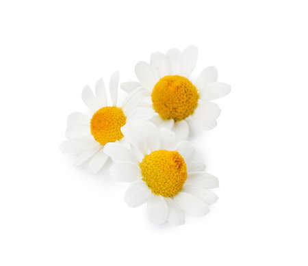 Beautiful chamomile flowers on white backgroundの写真素材
