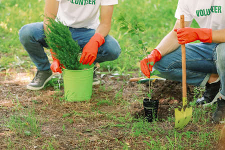 Volunteers planting tree in parkの写真素材