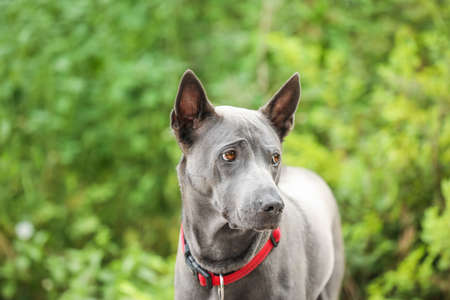 Cute dog in park on summer dayの写真素材