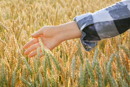 Farmer touching wheat in field on sunny day