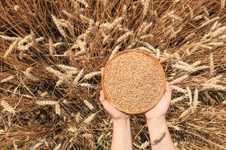 Woman holding plate with wheat grains in field, top viewの写真素材
