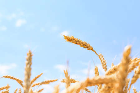 Spikelets in wheat field on summer day