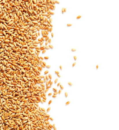 Wheat grains on white backgroundの写真素材