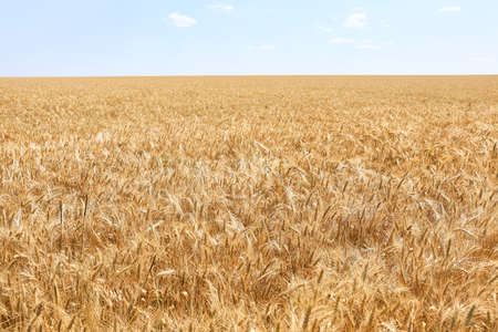 View of wheat field in summerの写真素材