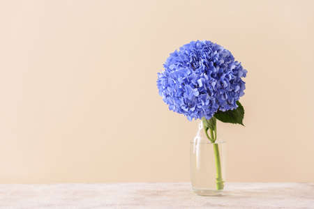 Vase with beautiful hydrangea flowers on tableの写真素材