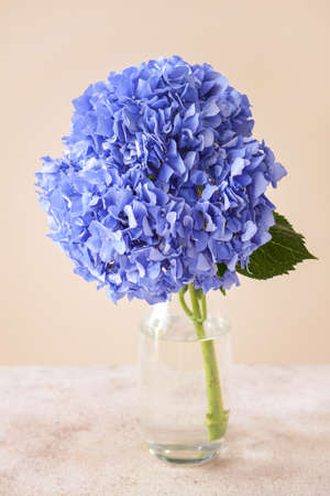 Vase with beautiful hydrangea flowers on tableの写真素材