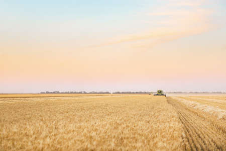 Combine harvester in wheat fieldの写真素材