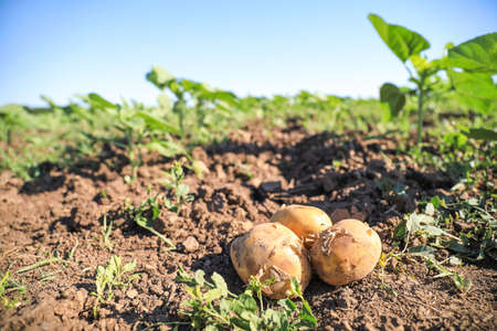 Fresh potatoes in field on sunny dayの写真素材