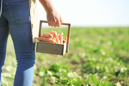 Senior male farmer with harvest in field on sunny dayの写真素材