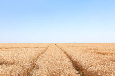 View of wheat field on sunny day