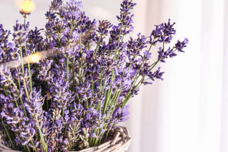Beautiful lavender flowers in vase, closeupの写真素材