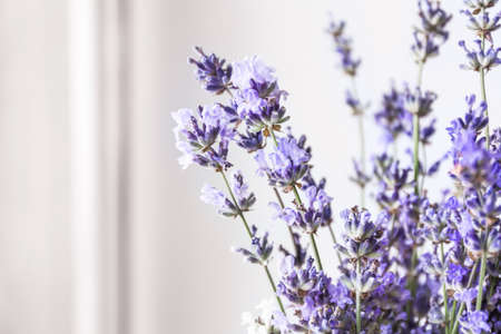 Bunch of beautiful lavender flowers, closeup