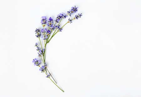 Beautiful lavender flowers on white background