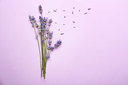 Beautiful lavender flowers on color background