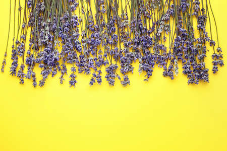 Beautiful lavender flowers on color background