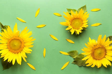 Beautiful sunflowers on color background