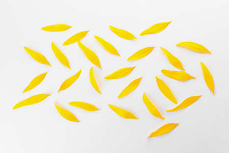 Many sunflower petals on white background