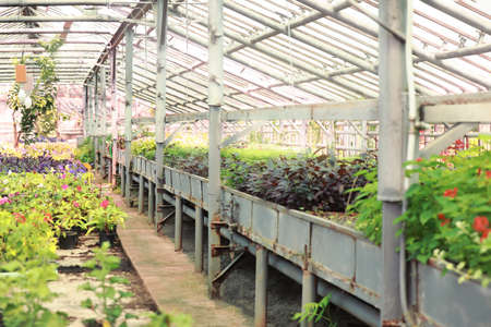 Inside view of greenhouse with growing plants