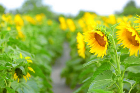 Beautiful sunflower field on summer dayの写真素材