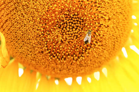 Bee on blooming sunflower, closeup viewの写真素材