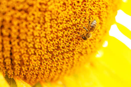 Bee on blooming sunflower, closeup view