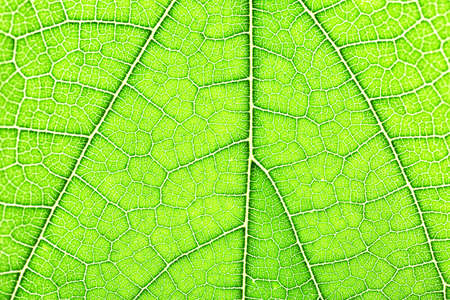 Texture of green leaf, closeup