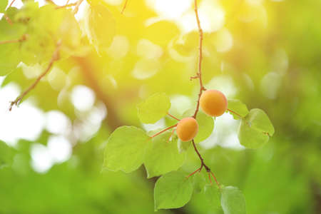 Branch with ripe apricots on tree in gardenの写真素材
